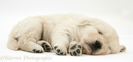 Sleepy Golden Retriever pup, 6 weeks old