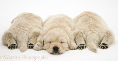 Three sleepy Golden Retriever pups