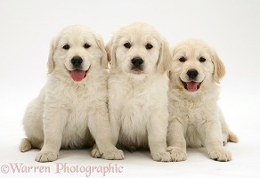 Three Golden Retriever pups sitting