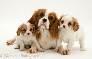 King Charles bitch with two pups
