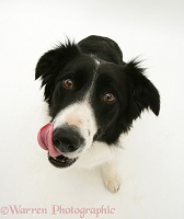 Black-and-white Border Collie bitch licking her lips