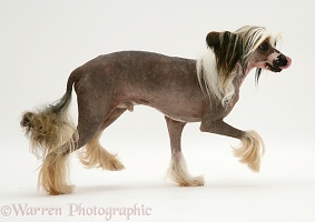 Chinese crested dog trotting across