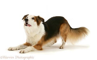 White-faced Border Collie dog in play-bow