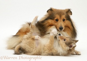 Sable Shetland Sheepdog pup pulling mother's ruff