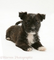 Westie x Jack Russell Terrier puppy