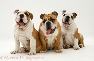 Three Bulldog pups sitting together