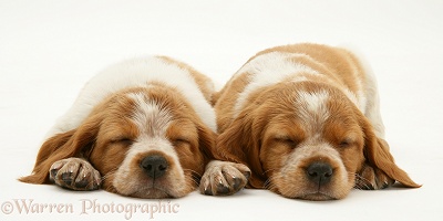 Sleeping Brittany Spaniel pups