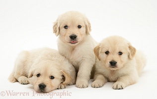Three Golden Retriever puppies, 5 weeks old