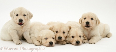Five Golden Retriever puppies, 4 weeks old