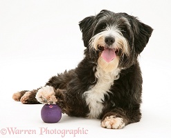 Shaggy dog with foot on ball