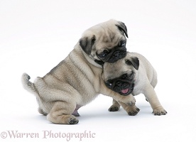 Fawn Pug pups play-fighting