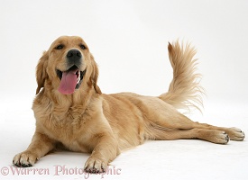 Golden Retriever lying, panting and wagging her tail