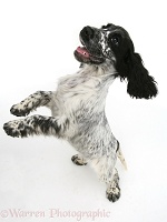 Cocker Spaniel bouncing up, from above