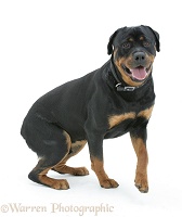 Rottweiler dog getting up from a sit