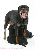Rottweiler bitch yawning as she suckles pups