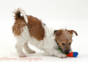 Jack Russell Terrier pouncing a toy