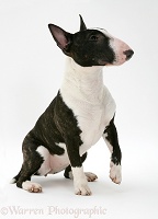 English Bull Terrier sitting, about to give a paw