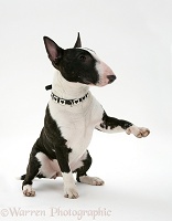 English Bull Terrier sitting, giving a paw
