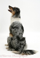 Blue merle Border Collie sitting, back view