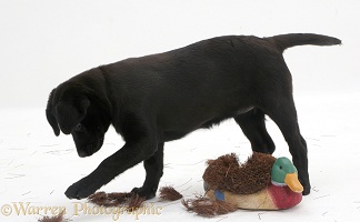Black Labrador pup destroying boot cleaner