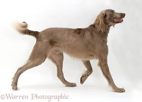Long-haired Weimaraner dog trotting across