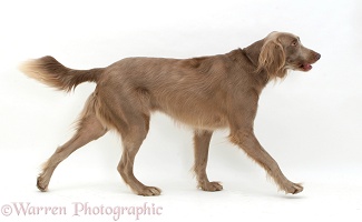 Long-haired Weimaraner dog trotting across