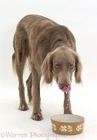 Long-haired Weimaraner dog drinking from a bowl