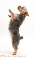 Yorkie standing on her hind legs