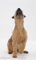 Border Terrier sitting, looking up