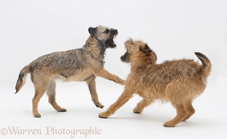 Border Terrier bitch play-fighting with her grown up pup