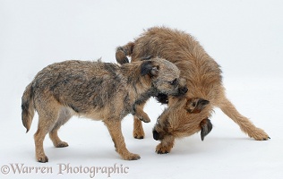 Border Terrier bitch play-fighting with her grown up pup