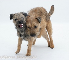 Border Terriers playfully mounting