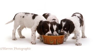 English Springer Spaniel pups eating from a bowl