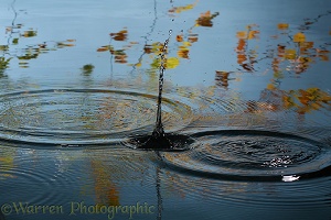 An acorn splashes into a woodland pool