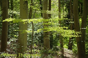 Beech woodland in spring