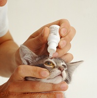 Kitten receiving eye drops