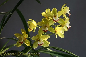 Hybrid orchid
