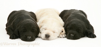 Three Labrador pups asleep