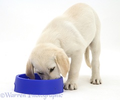 Golden Retriever pup eating from a blue bowl