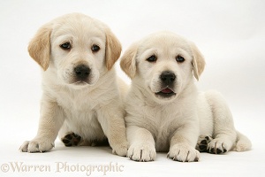 Two Goldador pups