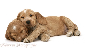 Two sleepy Golden Cocker Spaniel pups
