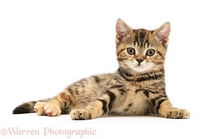 British Shorthair tabby-tortoiseshell kitten