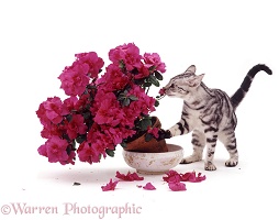 Bengal kitten and azalea