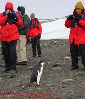 Tourists filming a Chinstrap Penguin