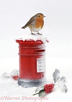 Robin and postbox