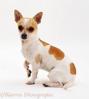 Smooth-haired Chihuahua