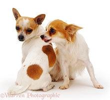 Long-haired and smooth-haired Chihuahuas