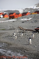 Adelie Penguins walking through the street