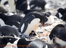 Adelie Penguin with chick