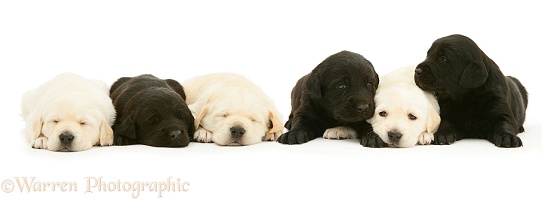 Six Sleepy black and yellow Goldador pups
